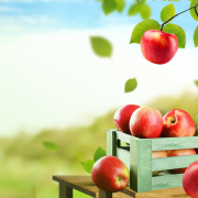 przechowywanie jabłek